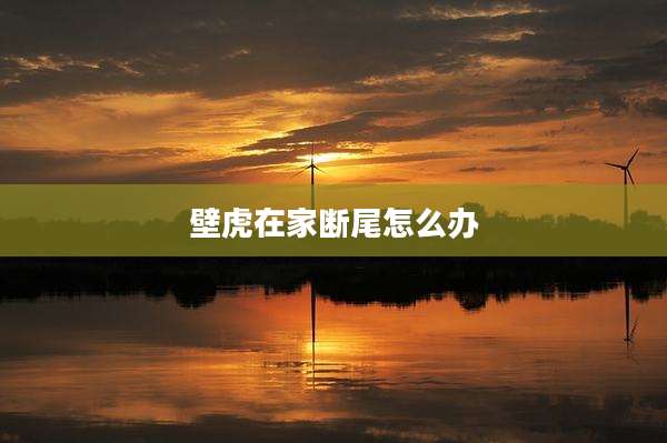 壁虎在家断尾怎么办