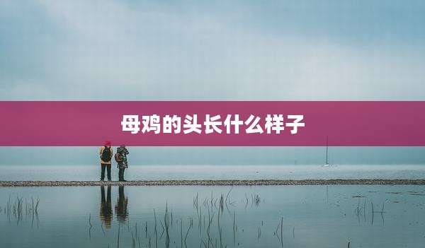 母鸡的头长什么样子