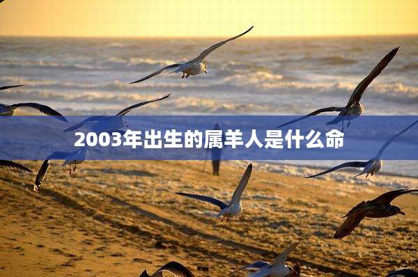 2003年出生的属羊人是什么命