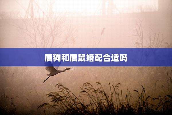 属狗和属鼠婚配合适吗