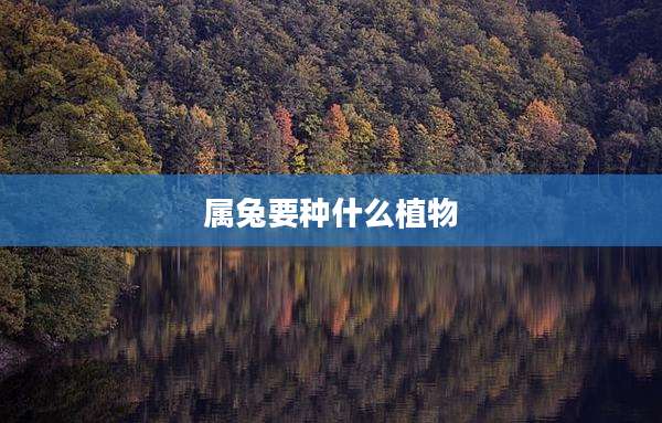 属兔要种什么植物
