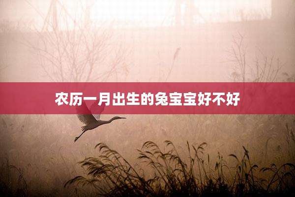 农历一月出生的兔宝宝好不好