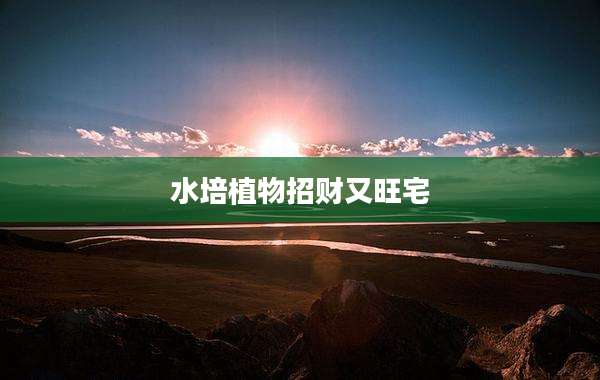 水培植物招财又旺宅