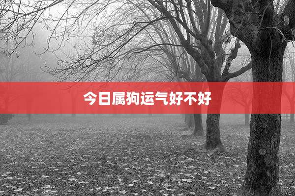 今日属狗运气好不好