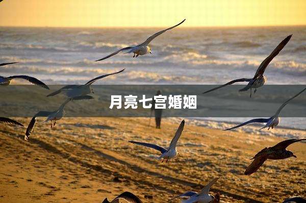 月亮七宫婚姻