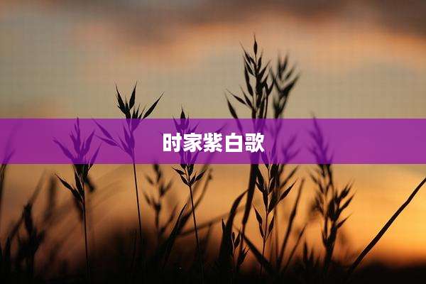 时家紫白歌