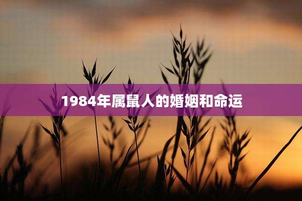 1984年属鼠人的婚姻和命运