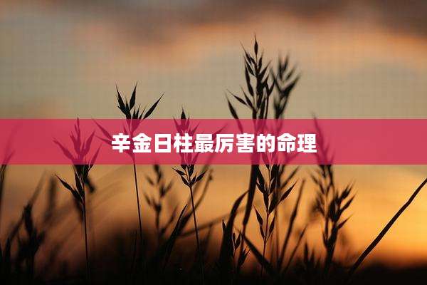 辛金日柱最厉害的命理