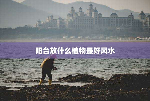 阳台放什么植物最好风水