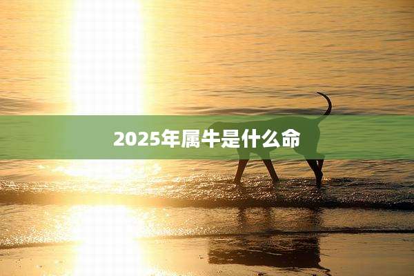 2025年属牛是什么命