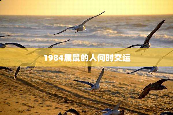 1984属鼠的人何时交运