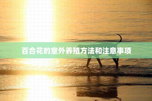 百合花的室外养殖方法和注意事项