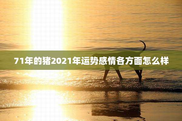 71年的猪2021年运势感情各方面怎么样