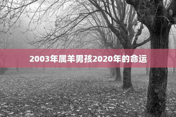 2003年属羊男孩2020年的命运