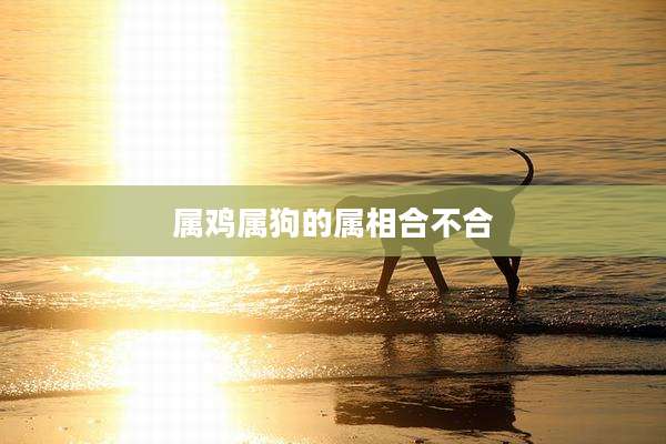 属鸡属狗的属相合不合