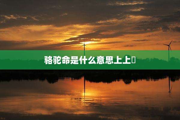 骆驼命是什么意思上上籤