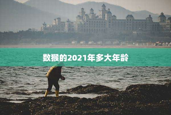 数猴的2021年多大年龄