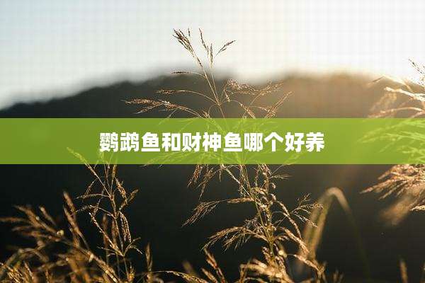 鹦鹉鱼和财神鱼哪个好养