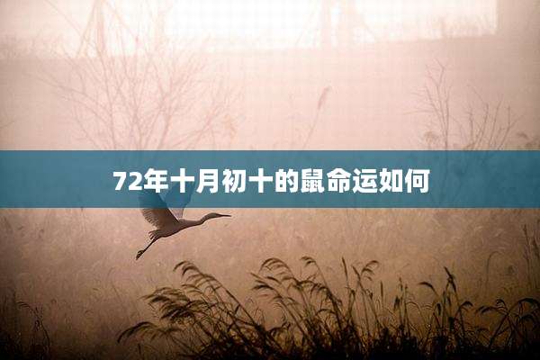 72年十月初十的鼠命运如何