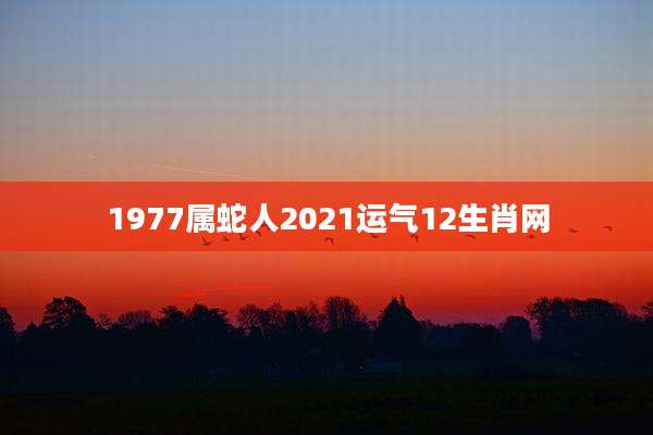1977属蛇人2021运气12生肖网