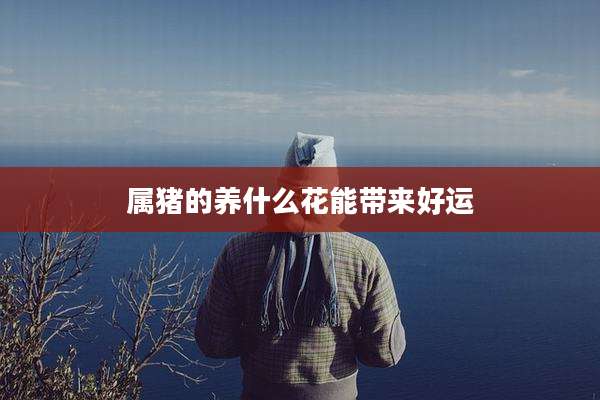 属猪的养什么花能带来好运