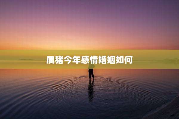 属猪今年感情婚姻如何