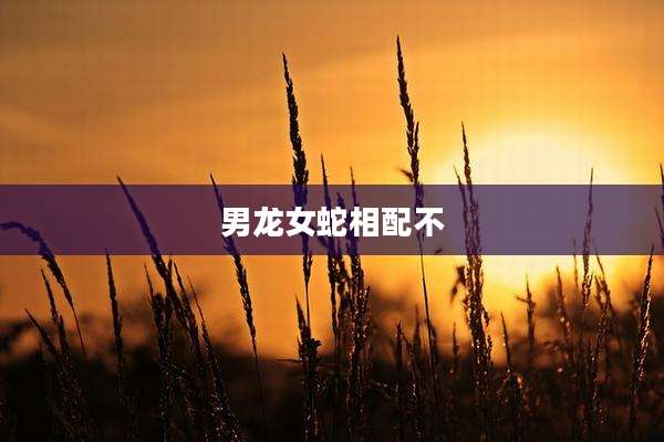 男龙女蛇相配不