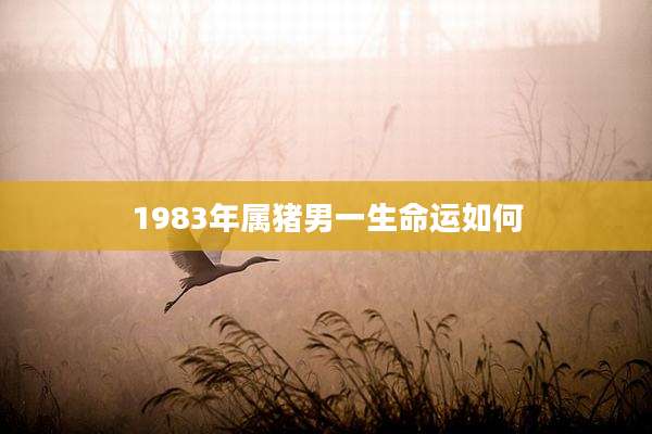 1983年属猪男一生命运如何