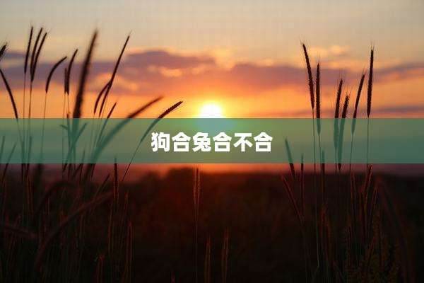 狗合兔合不合