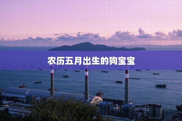 农历五月出生的狗宝宝
