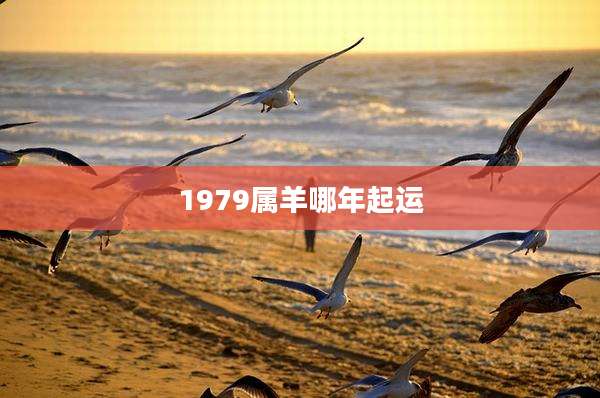 1979属羊哪年起运