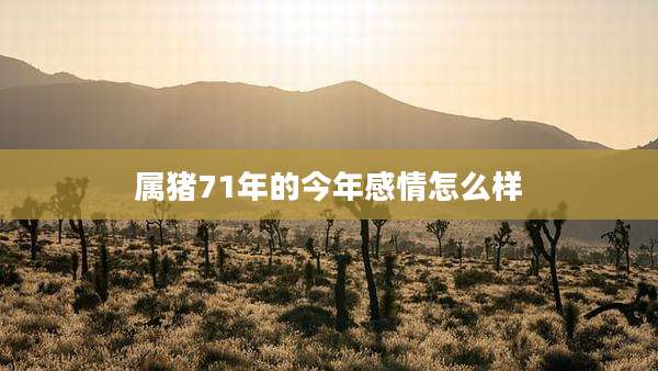 属猪71年的今年感情怎么样