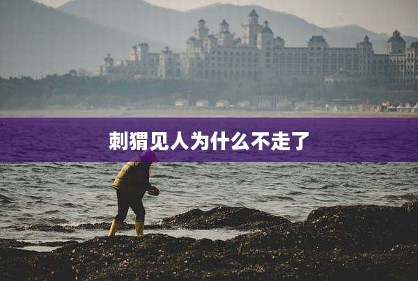 刺猬见人为什么不走了