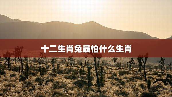十二生肖兔最怕什么生肖