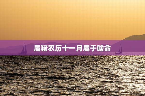 属猪农历十一月属于啥命