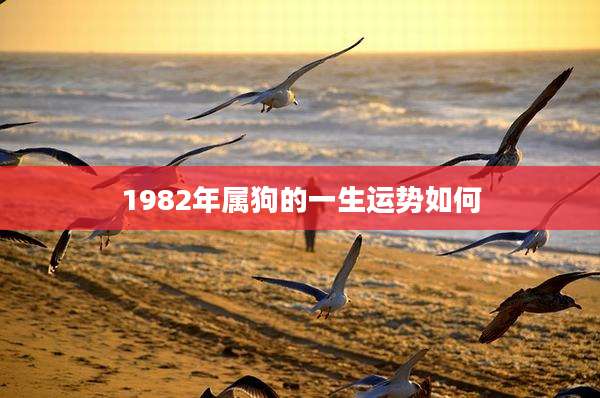 1982年属狗的一生运势如何