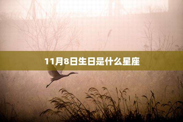 11月8日生日是什么星座