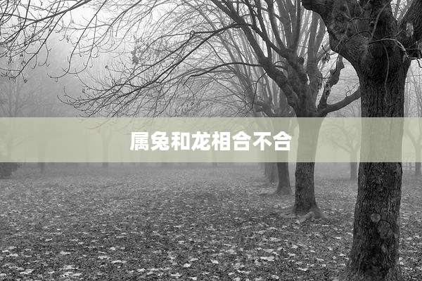 属兔和龙相合不合
