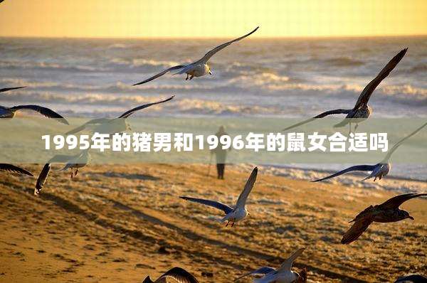 1995年的猪男和1996年的鼠女合适吗