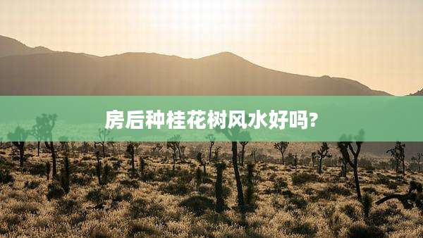 房后种桂花树风水好吗?