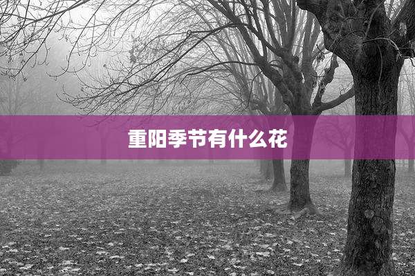 重阳季节有什么花