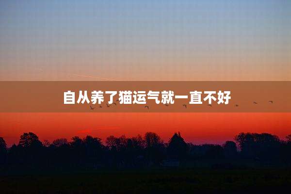 自从养了猫运气就一直不好