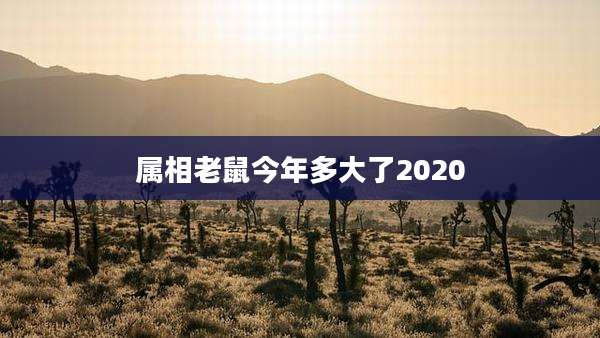属相老鼠今年多大了2020