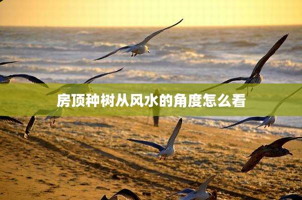 房顶种树从风水的角度怎么看