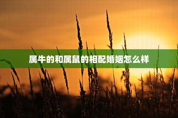 属牛的和属鼠的相配婚姻怎么样