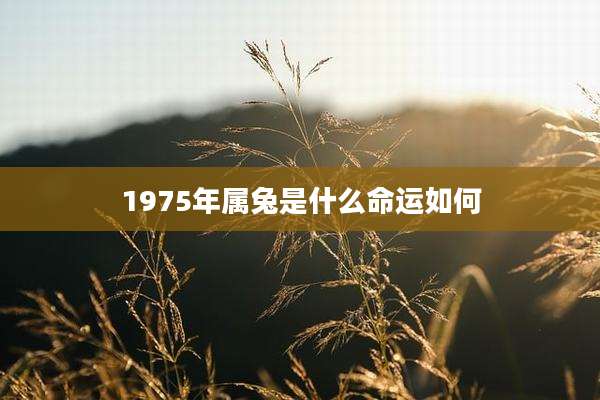 1975年属兔是什么命运如何