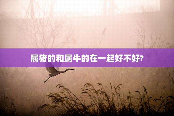 属猪的和属牛的在一起好不好?