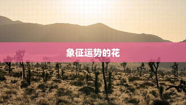 象征运势的花