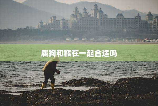 属狗和猴在一起合适吗
