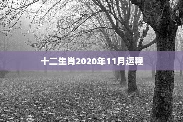 十二生肖2020年11月运程